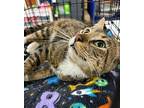 Trevor, Domestic Shorthair For Adoption In Stanhope, New Jersey
