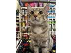 Dee Dee, Domestic Shorthair For Adoption In Stanhope, New Jersey