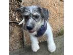Kobe Blaze, Terrier (unknown Type, Medium) For Adoption In Alpharetta, Georgia