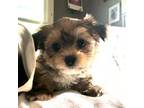 Yorkshire Terrier Puppy for sale in Shelby, NC, USA