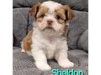 Shorkie Tzu Puppy for sale in Athens, WI, USA