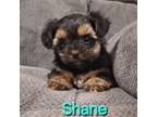 Shorkie Tzu Puppy for sale in Athens, WI, USA