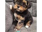 Shorkie Tzu Puppy for sale in Athens, WI, USA