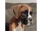 Boxer Puppy for sale in Harlem, GA, USA