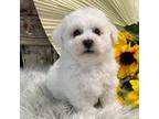 Bichon Frise Puppy for sale in Shipshewana, IN, USA