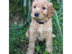 Goldendoodle Puppy for sale in Midland, NC, USA