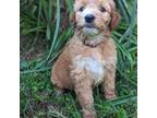 Goldendoodle Puppy for sale in Midland, NC, USA