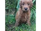 Goldendoodle Puppy for sale in Midland, NC, USA