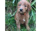 Goldendoodle Puppy for sale in Midland, NC, USA