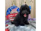 Mutt Puppy for sale in Walnut, MS, USA