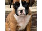 Boxer Puppy for sale in Lewistown, PA, USA