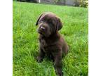 Labrador Retriever Puppy for sale in Charlottesville, VA, USA