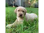 Labrador Retriever Puppy for sale in Charlottesville, VA, USA