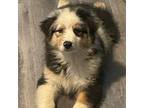 Australian Shepherd Puppy for sale in Kingsport, TN, USA