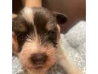 Schnauzer (Miniature) Puppy for sale in Brooklyn, NY, USA