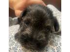 Schnauzer (Miniature) Puppy for sale in Brooklyn, NY, USA