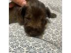 Schnauzer (Miniature) Puppy for sale in Brooklyn, NY, USA
