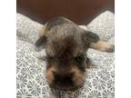 Schnauzer (Miniature) Puppy for sale in Brooklyn, NY, USA