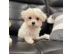Maltipoo Puppy for sale in Port Saint Lucie, FL, USA