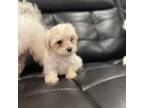Maltipoo Puppy for sale in Port Saint Lucie, FL, USA