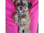 Shorkie Tzu Puppy for sale in Martinsville, VA, USA
