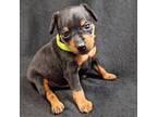 Miniature Pinscher Puppy for sale in Crossett, AR, USA