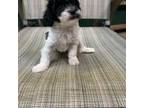 Poodle (Toy) Puppy for sale in Yonkers, NY, USA