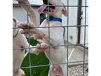 Dogo Argentino Puppy for sale in New Braunfels, TX, USA