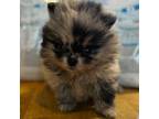 Pomeranian Puppy for sale in Albany, NY, USA