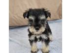 Schnauzer (Miniature) Puppy for sale in Nappanee, IN, USA