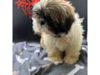 Shih Tzu Puppy for sale in Fort Worth, TX, USA