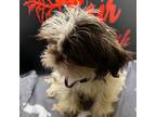 Shih Tzu Puppy for sale in Fort Worth, TX, USA