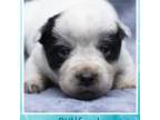 Australian Cattle Dog Puppy for sale in Lincoln City, OR, USA