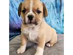 Bulldog Puppy for sale in Clyde, NY, USA