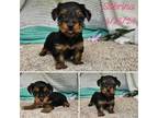 Yorkshire Terrier Puppy for sale in Oneida, NY, USA