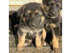 German Shepherd Dog Puppy for sale in Truro, IA, USA