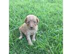 Goldendoodle Puppy for sale in Loxley, AL, USA