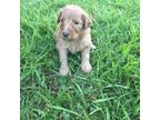 Goldendoodle Puppy for sale in Loxley, AL, USA