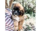 Saint Berdoodle Puppy for sale in Parowan, UT, USA