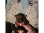 Yorkshire Terrier Puppy for sale in Valparaiso, IN, USA