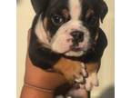 Bulldog Puppy for sale in Perris, CA, USA