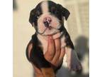 Bulldog Puppy for sale in Perris, CA, USA