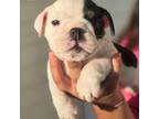 Bulldog Puppy for sale in Perris, CA, USA