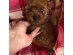 Poodle (Toy) Puppy for sale in Peculiar, MO, USA