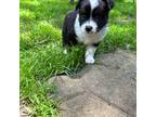 Australian Shepherd Puppy for sale in Winchester, VA, USA