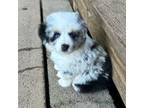 Miniature Australian Shepherd Puppy for sale in Winchester, VA, USA