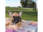 French Bulldog Puppy for sale in Chicago, IL, USA