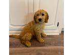 Mutt Puppy for sale in Dallas, TX, USA