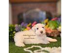 Schnauzer (Miniature) Puppy for sale in Granbury, TX, USA