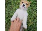 Pembroke Welsh Corgi Puppy for sale in Blenheim, SC, USA